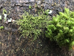 Microlejeunea ulicina