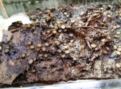 Trichophaeopsis bicuspis