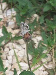 Hemiargus ceraunus astenidas