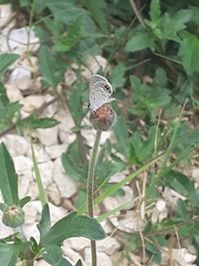 Hemiargus ceraunus astenidas