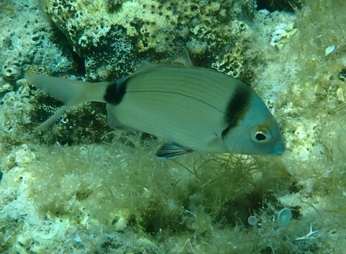 Diplodus vulgaris