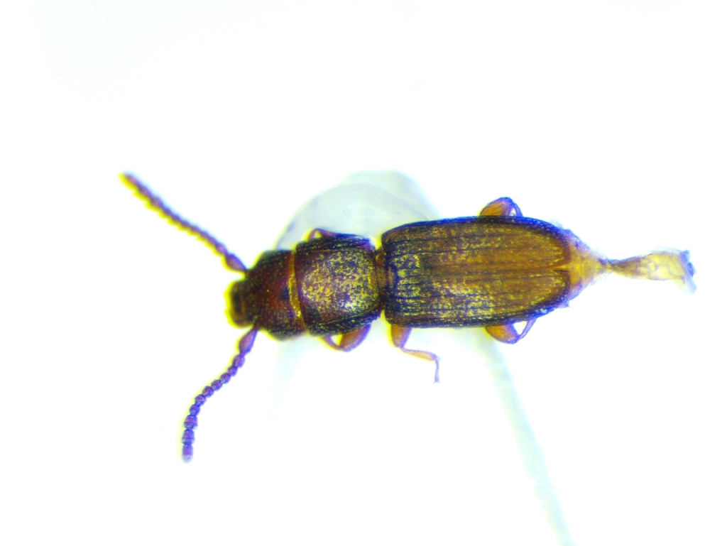Microlaemus