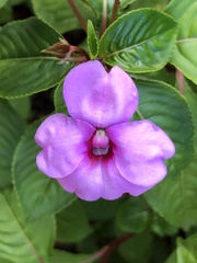Impatiens flaccida