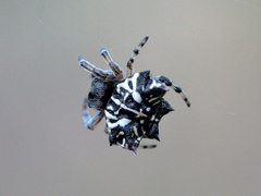 Gasteracantha sacerdotalis