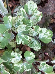 Phytomyza minuscula group