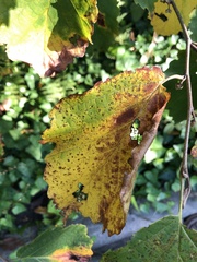 Phyllosticta hamamelidis