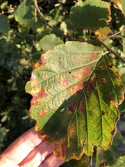 Phyllosticta hamamelidis