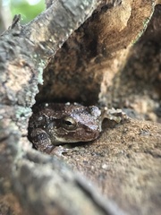 Hyla japonica