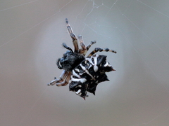 Gasteracantha sacerdotalis