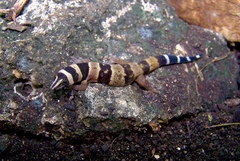 Sphaerodactylus torrei