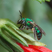 Pseudaugochlora - Photo (c) Lucas Rubio, some rights reserved (CC BY), uploaded by Lucas Rubio