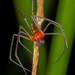 Arañas Tejedoras de Sábanas - Photo (c) Clayton Bownds, algunos derechos reservados (CC BY-NC), uploaded by Clayton Bownds