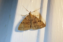 Zanclognatha dentata