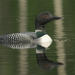 Common Loon - Photo (c) Liz Osborn, some rights reserved (CC BY-NC), uploaded by Liz Osborn