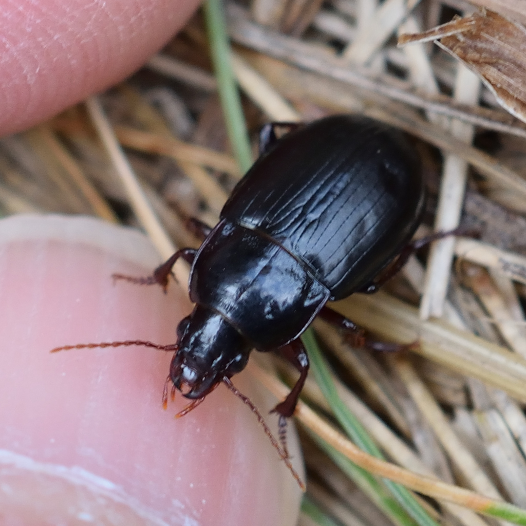 Amara infuscata