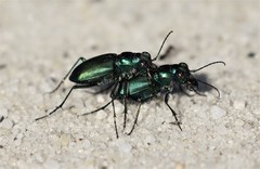 Cicindela nigrior