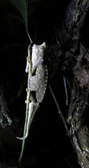 Brookesia superciliaris