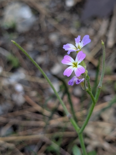 Aegaean Stock (Malcolmia chia)