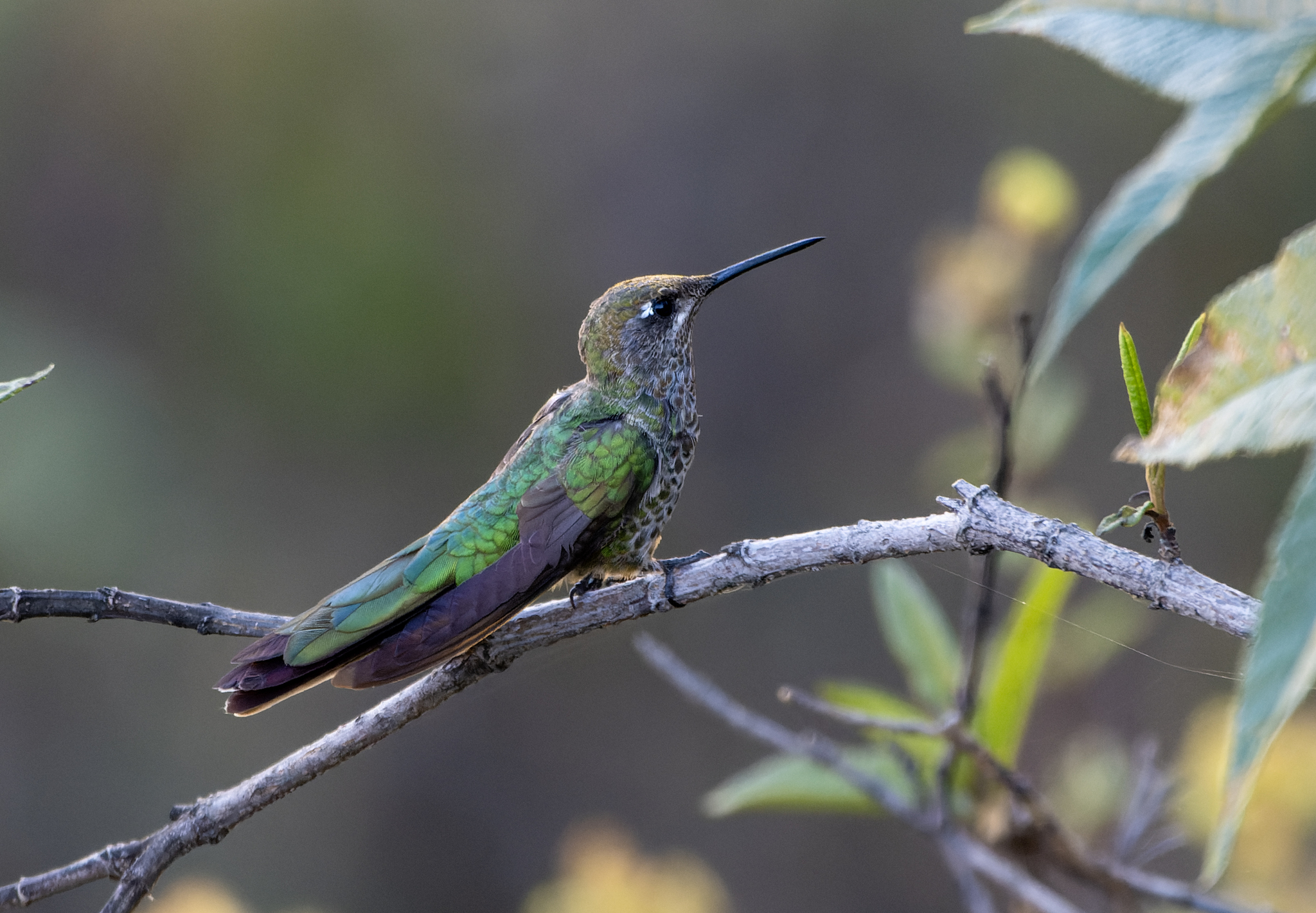 Bronze-tailed Comet (Polyonymus caroli), photo 2