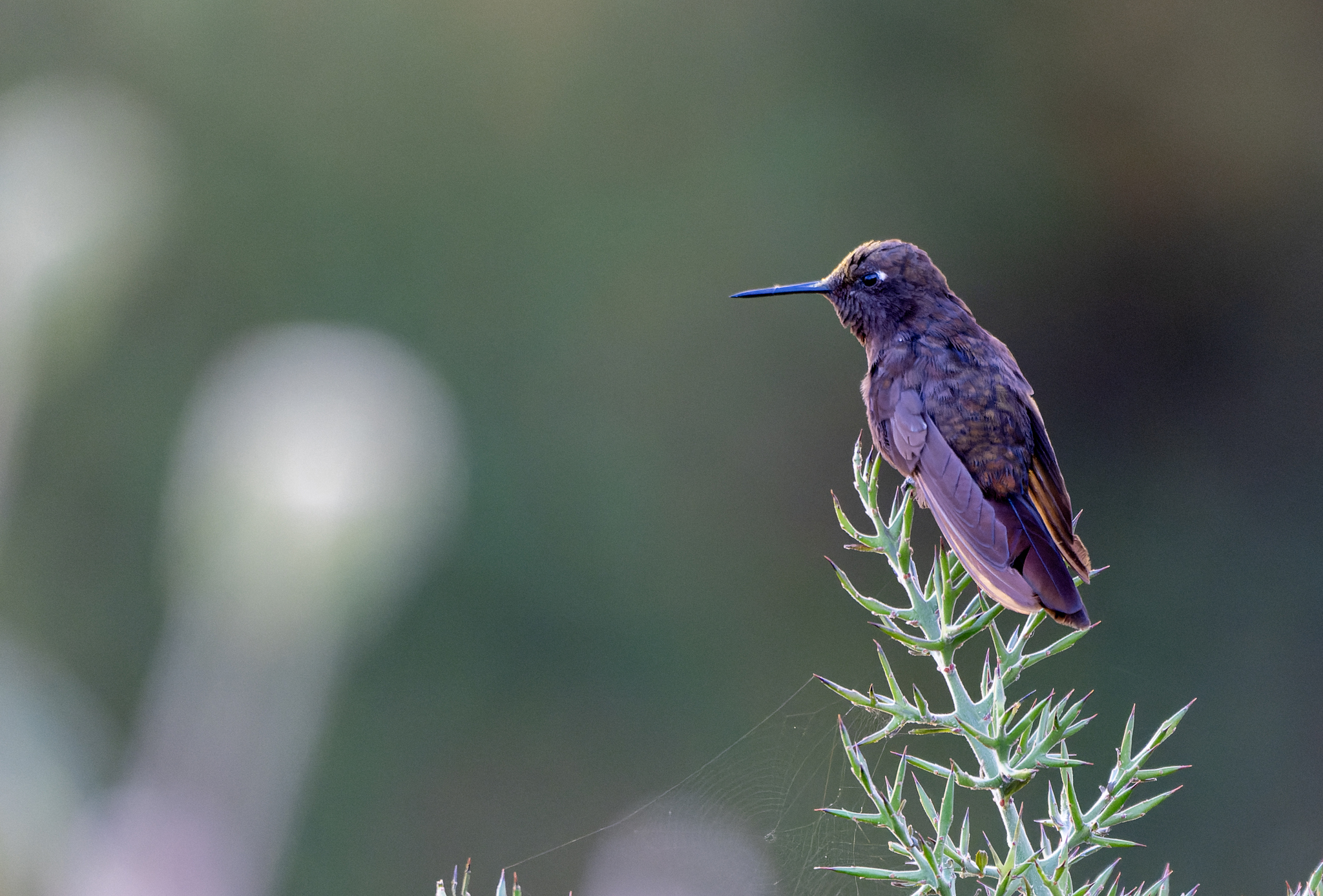 Black Metaltail (Metallura phoebe), photo 2