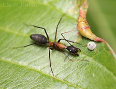 Camponotus lespesii