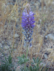 Lupinus lepidus sellulus