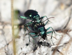 Cicindela nigrior
