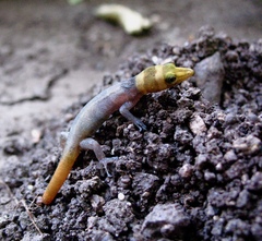 Sphaerodactylus torrei