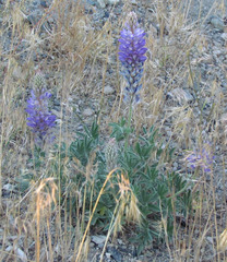 Lupinus lepidus sellulus