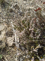 Eriogonum wrightii nodosum