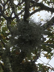 Pseudevernia consocians