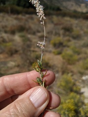 Eriogonum wrightii nodosum