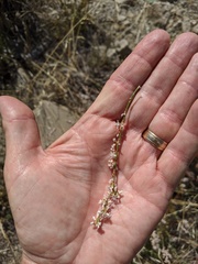Eriogonum wrightii nodosum