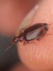 Plochionus timidus