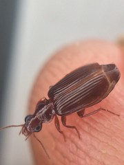 Plochionus timidus