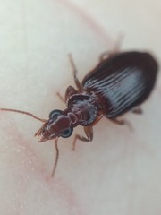 Plochionus timidus