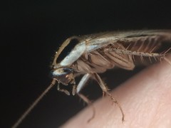 Blattella vaga