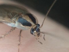 Blattella vaga