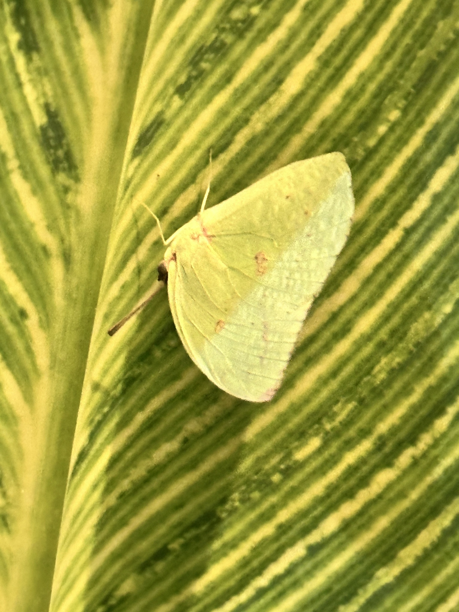 Lemon Emigrant