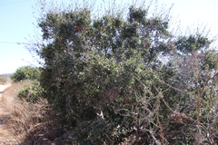 Quercus dumosa