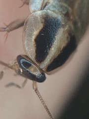 Blattella vaga