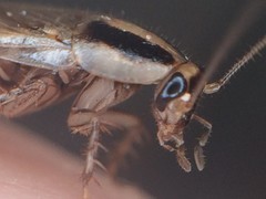 Blattella vaga