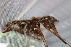 Coscinocera hercules