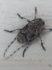 Sternidius mimeticus