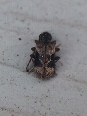 Ptinus texanus
