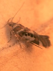 Aristotelia elegantella