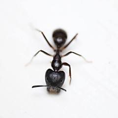 Camponotus