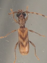 Stenhomalus taiwanus