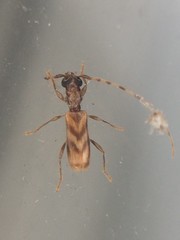 Stenhomalus taiwanus