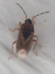 Valtissius distinctus